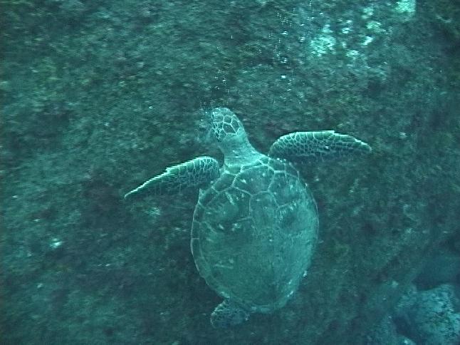 海藻を食べるアオウミガメ