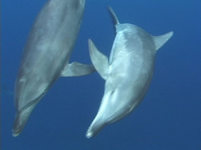 ミナミハンドウイルカのラビング行動(Flipper to flipper rubbing)