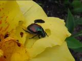 マメコガネの採餌