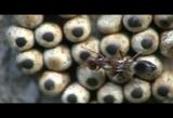 寄生蜂のHost feeding(寄主摂食)行動
