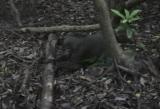 クマバチを捕獲する屋久島のニホンザル