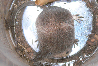 木の側面を走るホンシュウトガリネズミ
