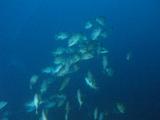 Spawning of Leather Bass at Cocos Island