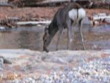 川の水を飲むシカ