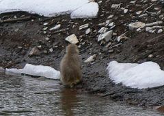 湖水を飲むサル