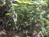 ゴミグモの網掃除