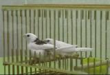 ジュウシマツの求愛行動と交尾