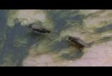 ノトツマグロイソバエのコミュニケーションか