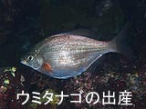 ウミタナゴの出産