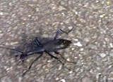 走るマイマイカブリ