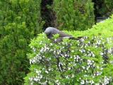 ドウダンツツジの花を食べるヒヨドリ
