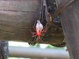ヨコヅナサシガメの脱皮