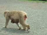 子ザルを運ぶ母ザル