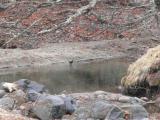 カワガラスの採餌