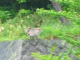 サルのおんぶ