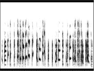 ジュウシマツの歌の発達: プラスティックソング (78日齢)