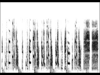 ジュウシマツの歌の発達: クリスタライズドソング (120日齢)