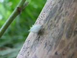 クサカゲロウの仲間の幼虫の歩行