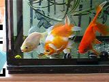 「ビー玉転がし」遊びをする金魚(1)