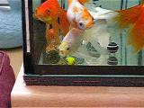 「ビー玉転がし」遊びをする金魚(2)