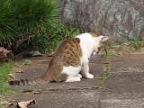 カマキリで遊ぶネコ