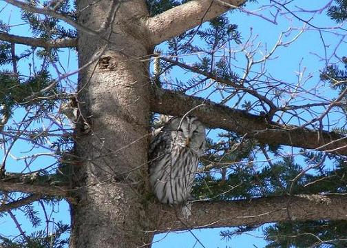 フクロウの休息