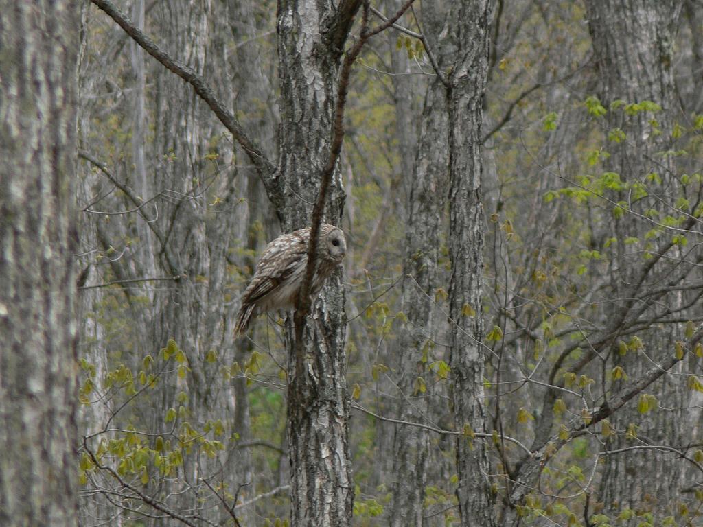 フクロウの飛び立ち