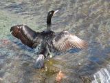 羽を乾かしながら排泄するカワウ