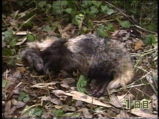 タヌキの死体の分解過程