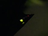 ヒメボタルの発光