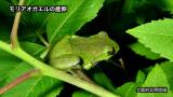 モリアオガエルの産卵