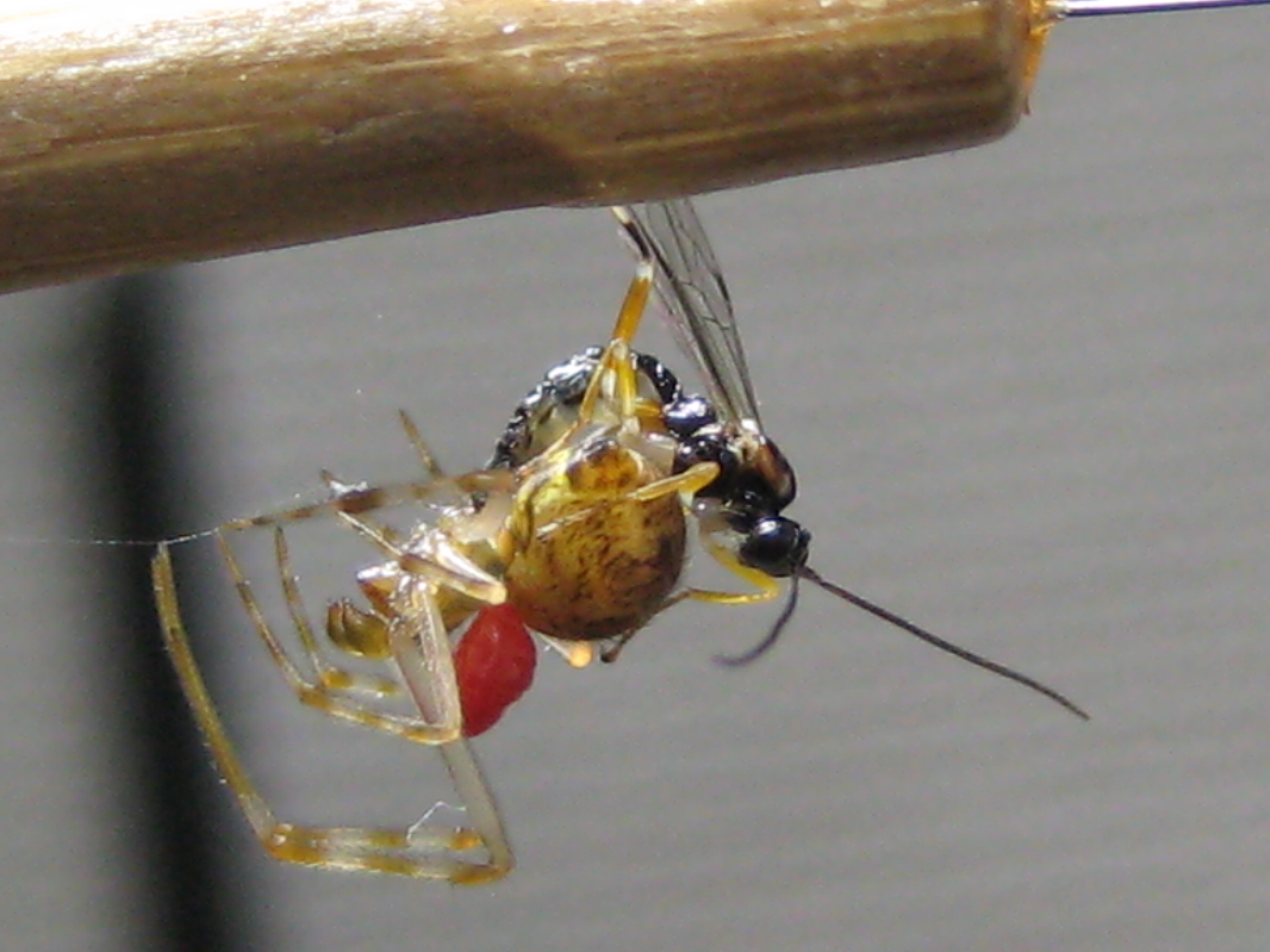 室内環境下でオオヒメグモにアタックするマダラコブクモヒメバチ 1