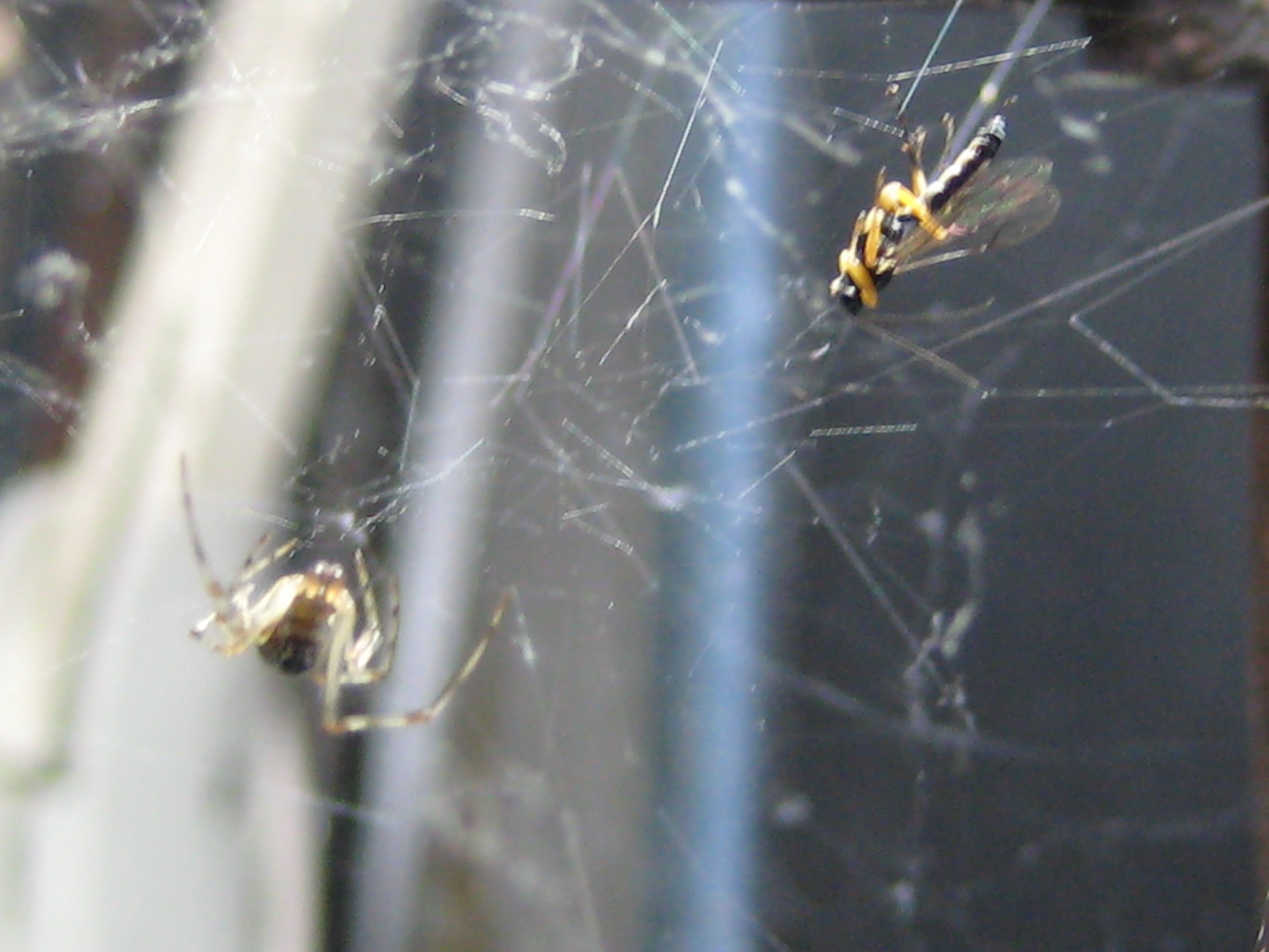 室内環境下でオオヒメグモにアタックするマダラコブクモヒメバチ 2
