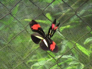 ドクチョウの一種Heliconius erato phyllisの求愛