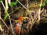 アマミサソリモドキを捕食するオオムカデ