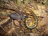 オオムカデを捕食するアマミサソリモドキ