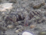 コメツキガニの摂餌