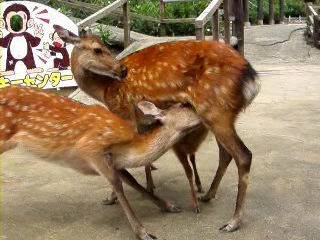 シカの2頭同時授乳