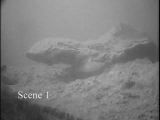 ウシモツゴの繁殖行動