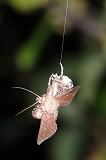 ムツトゲイセキグモの捕食行動