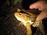 アズマヒキガエルの解除音