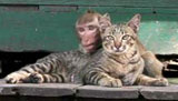 猫猿の仲