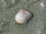 砂に潜るユウシオガイ