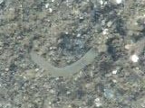 水管から堆積物を吸い込むユウシオガイ