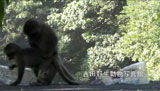 タイワンザルのマウンティング