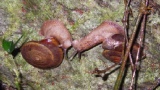 ミカワマイマイの交尾前行動