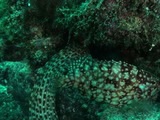 Following Behavior of Alphestes immaculatus and Serranus psittacinus in association with Muraena lentiginosa