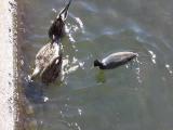 オオバンの採餌と攻撃