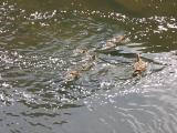 桜の花びらの中を泳ぐカルガモ親子