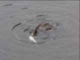 ナマズを呑み込めないカワウ